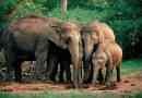 Šrilanka zipper je ubila štiri slone