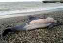 Mrtvi delfini so našli na plažah sochi