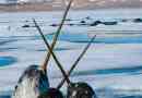 Narwhal
