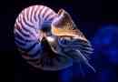 Nautilus pompilius