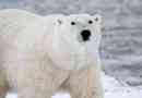 Ali polarni medvedi živijo na južnem pol?