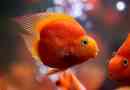 Opis in vsebina akvarijskih rib parrot