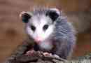 Opossum