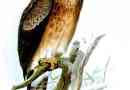 Eagle gerney - bird bird