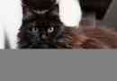 Značilnosti vedenja in vsebina cat pasme black maine coon