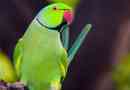 Ogrlica parrot