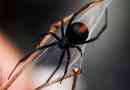 Spider black vdova