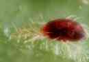 Conged tick
