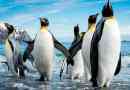 Pingvins