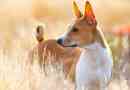 Pros in cons basenji pasma