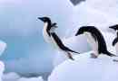 Zakaj pingvini ne letijo?