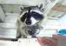 Moskva regija je odprla vrtca za raccoons