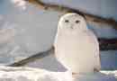 Polarna sova (bela)