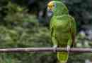 Parrot amazon