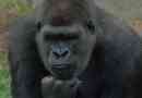 Človeški prednik ima podobnosti z goriljo