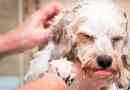 Vzroki prhljaja pri psih, učinkovitih pripravah na zdravljenje