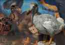 Bird dodo