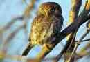 Sparrow sowl