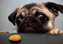Pug diet: dovoljeni in prepovedani izdelki