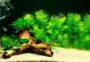 Rogoltnik v akvariju - vrste in nega