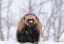 Wolverine - polna razno taga