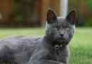 Russian blue cat: lastnosti pasme in nega
