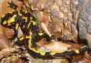 Salamander - fire lizard