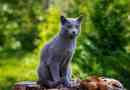 Ruska blue cat