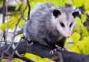 Opossum
