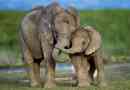 Najboljše matere na svetu živali