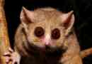 Siva miška lemur, je millerian lemur