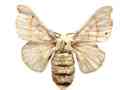 Silkworm