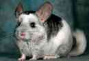 Chinchilla