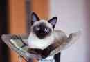 Siamese cat. Opis, značilnosti, vrste, značaj, nega in cena siame