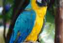 Modro-rumena ara - eden najsvetlejših papage