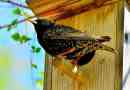 Starling