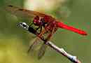 Dragonfly - žuželka z reaktivnimi sposobnostmi