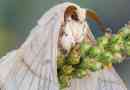 Silkworm