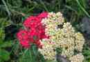 Yarrow