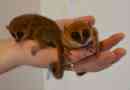 Znanstveniki so dokazali, da se dwarf lemurs sploh ne boji ljudi