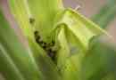 Znanstveniki: caterpillars cheat corn s svojimi iztrebki