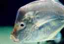 Znanstveniki so odkrili nevidne ribe