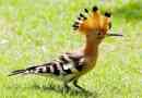 Hoopee