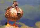 Duck