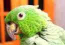 V boliviji živi najlepšega papiga