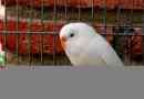 Videz belih valovitih papage in njihove vzreje