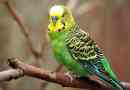 Budgerigar