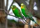 Budgerigar
