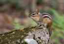 Asian chipmunk