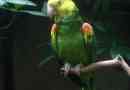 Rumena harološka amazon - motley parrot